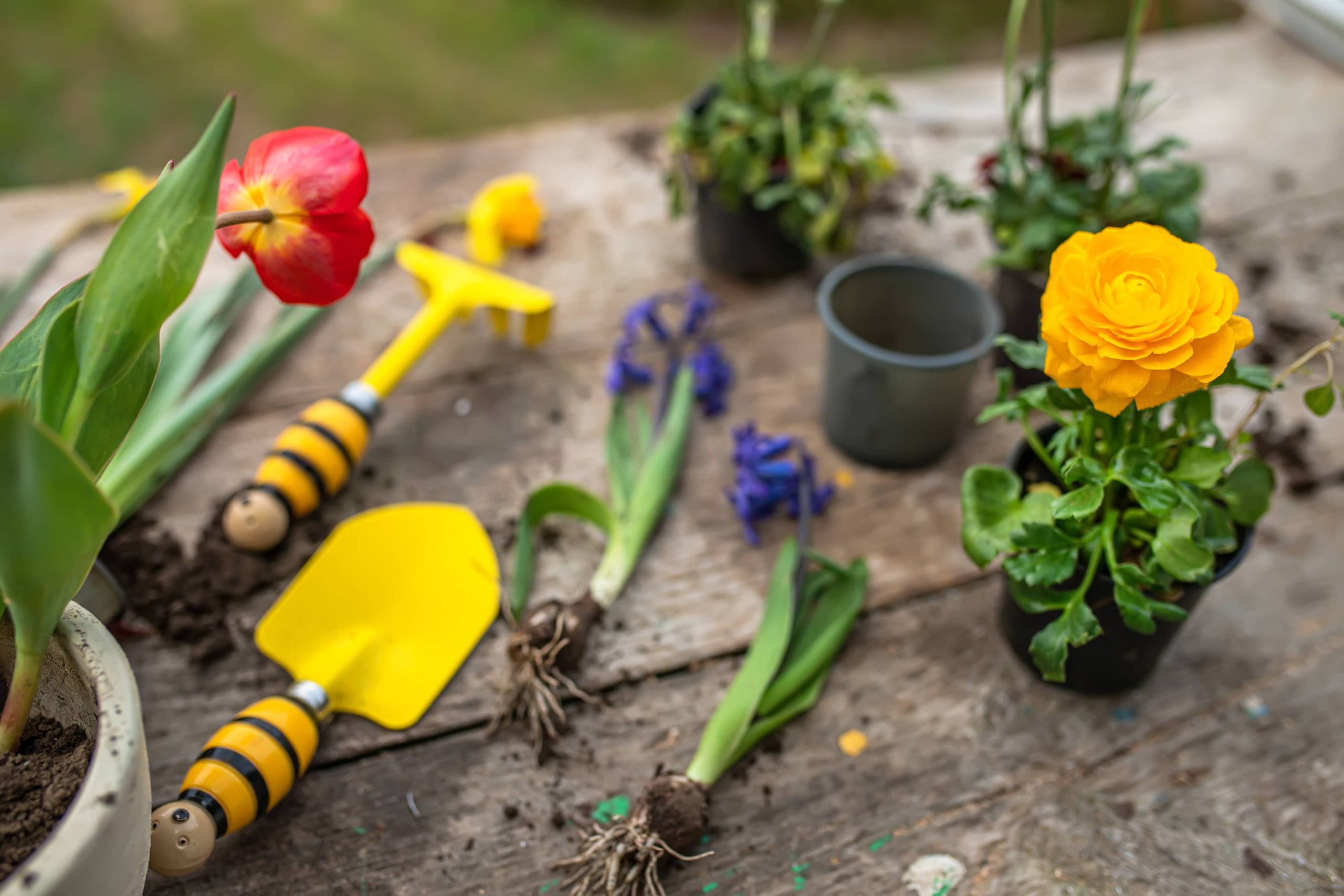 A DIY Guide to Building a Greenhouse for Year-Round Gardening