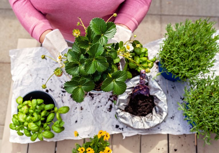 Building a Garden Koi Pond: DIY Tips for Beginners