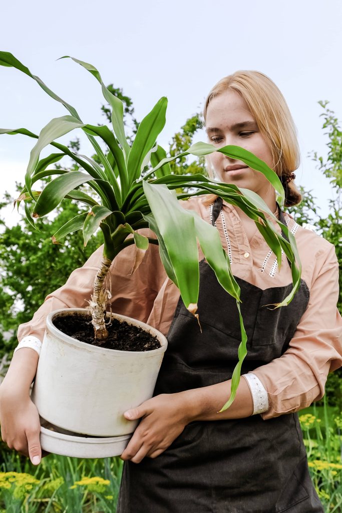 Decorating with Elegant Indoor Plants Using Potted Orchids