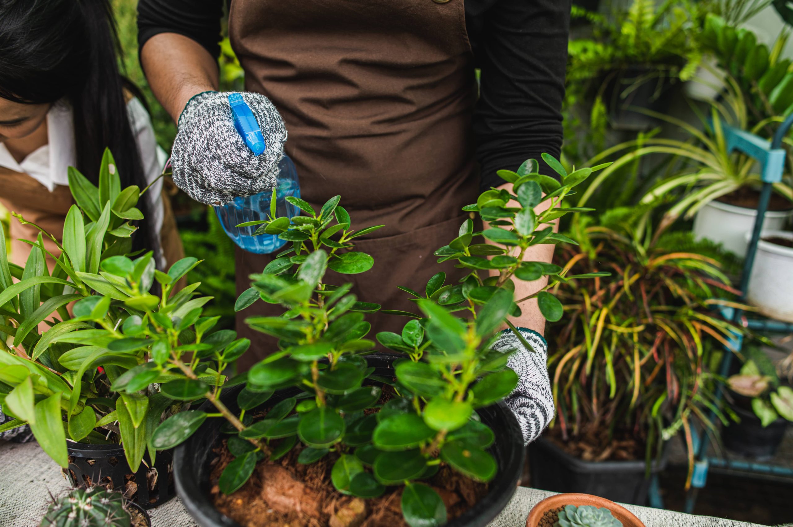 Garden Care During Extreme Weather: How to Protect Your Plants