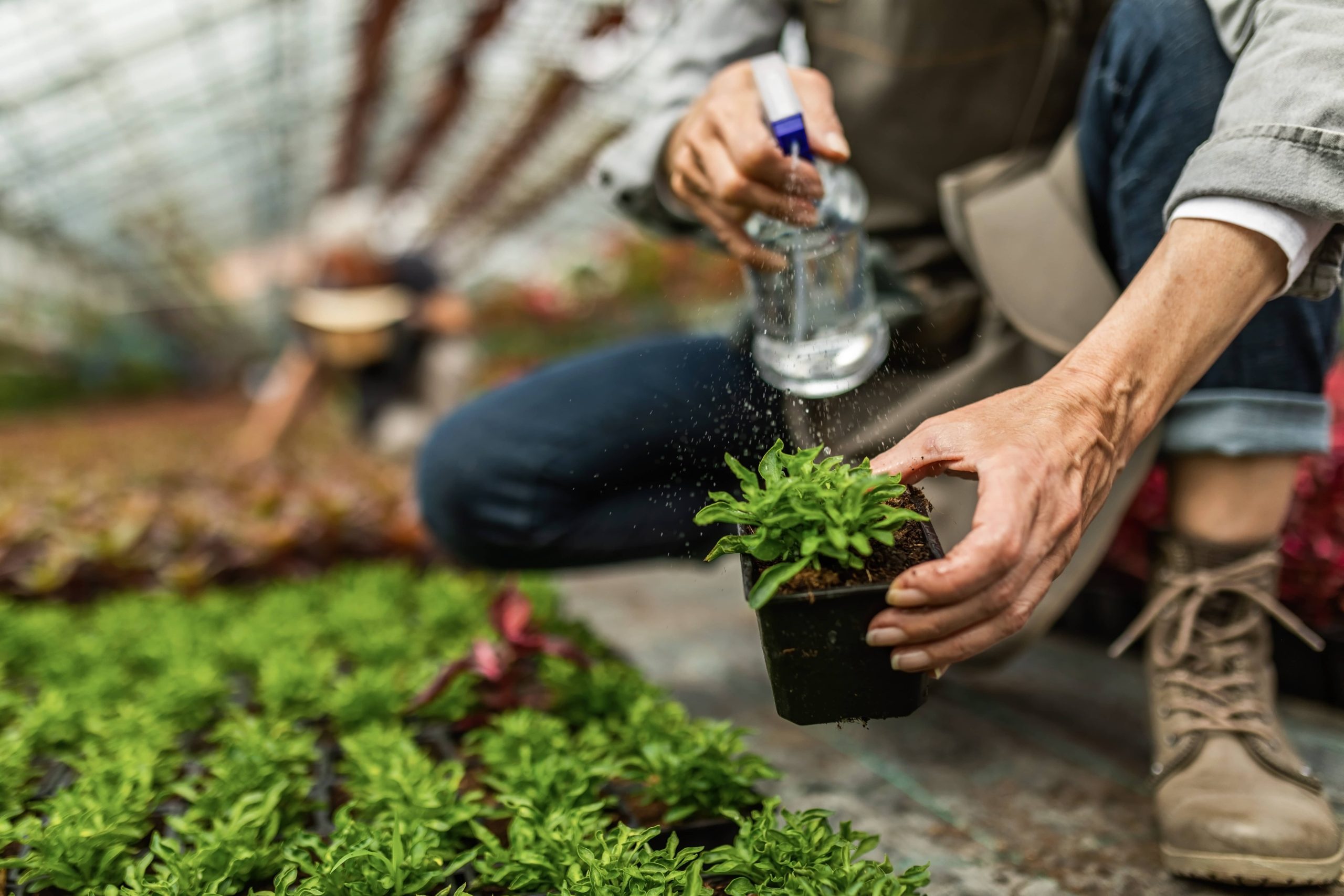 Harvesting and Storing Your Garden Produce: A Guide