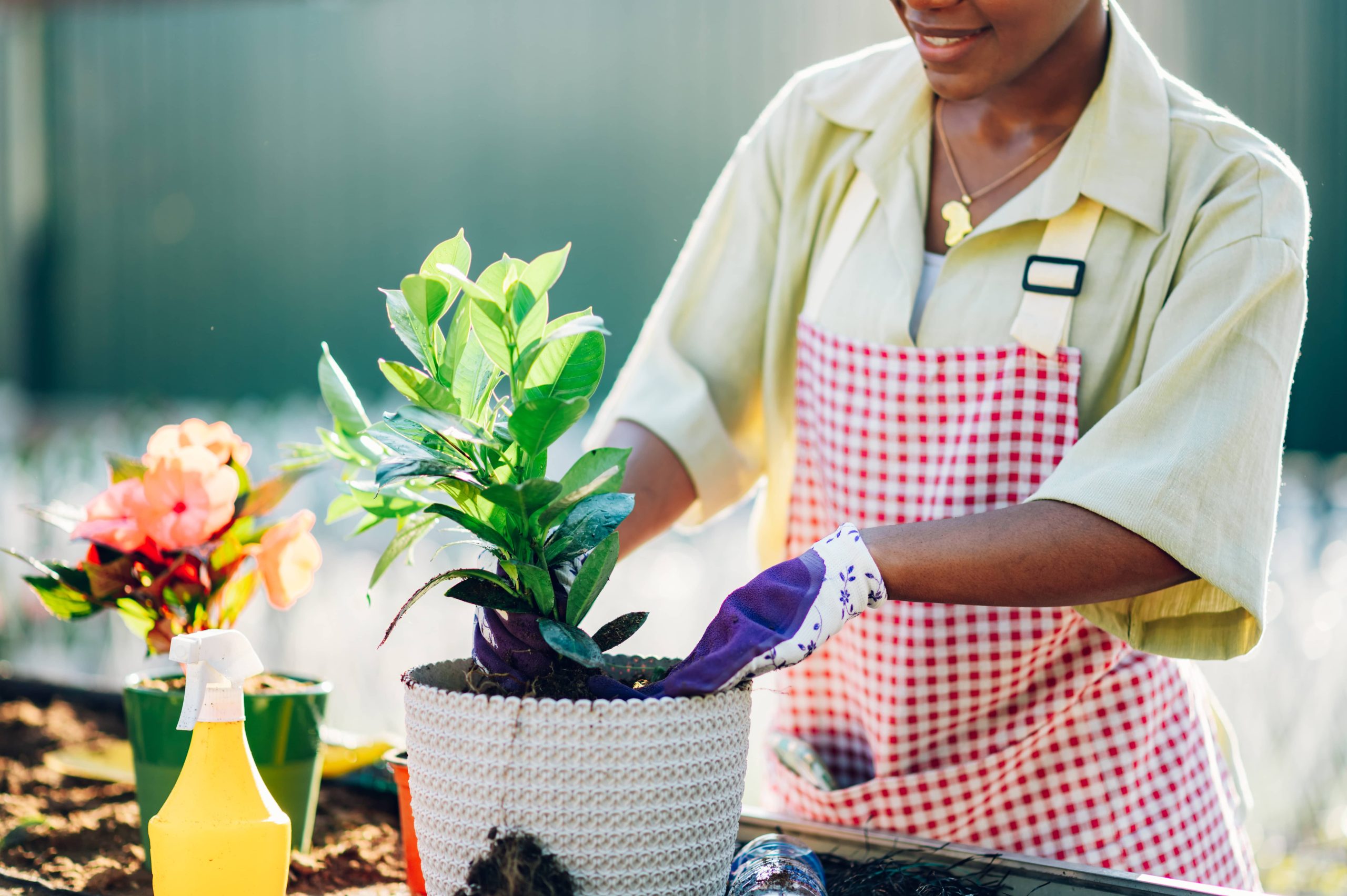 Here Are Key Recommendations for Cultivating Robust Garden Plants