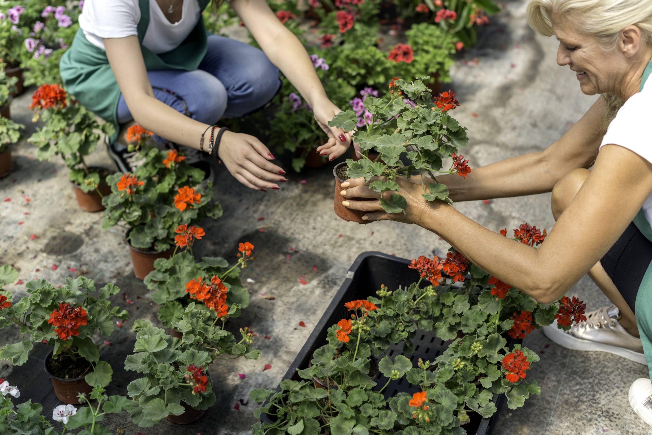 How to Build Your Own Herb Garden in the Kitchen