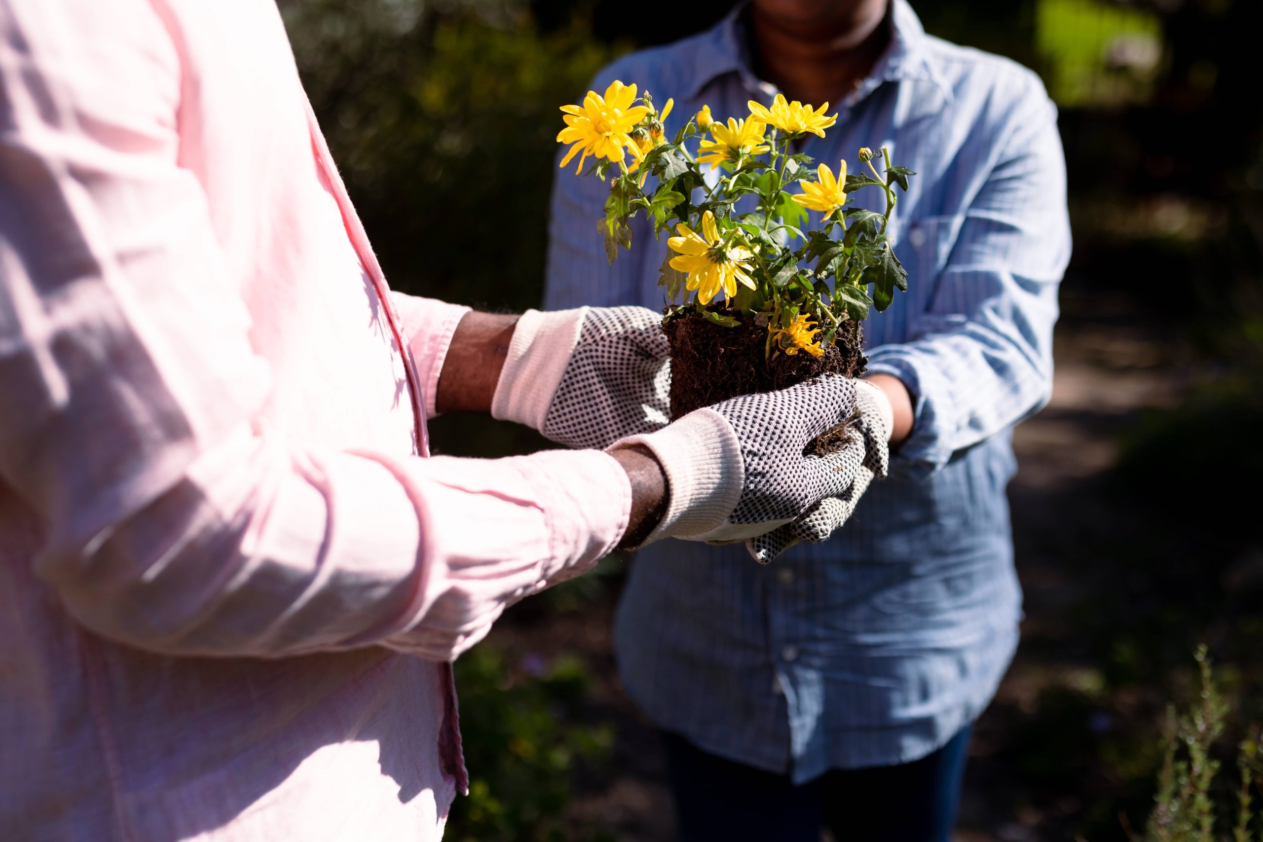 Identifying and Addressing Prevalent Plant Diseases