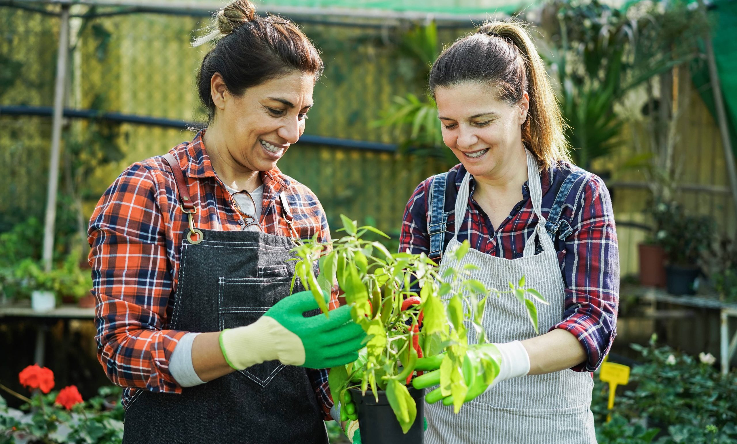 Managing Overwatering: Identifying Symptoms and Implementing Solutions