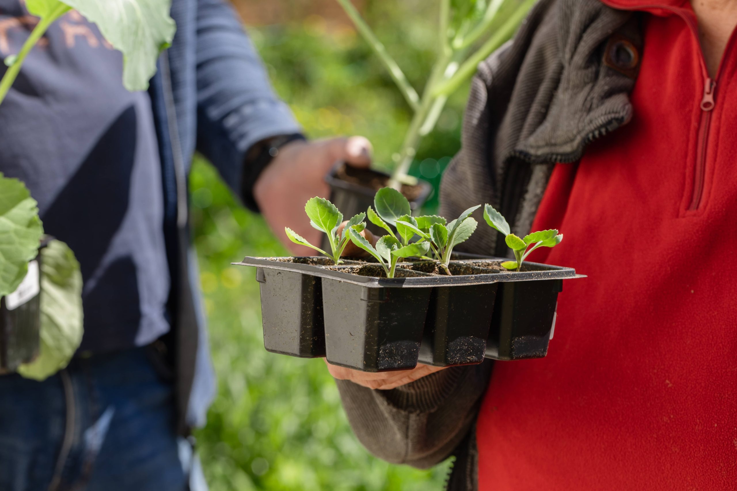 Optimal Techniques for Fertilizing Your Tranquil Garden