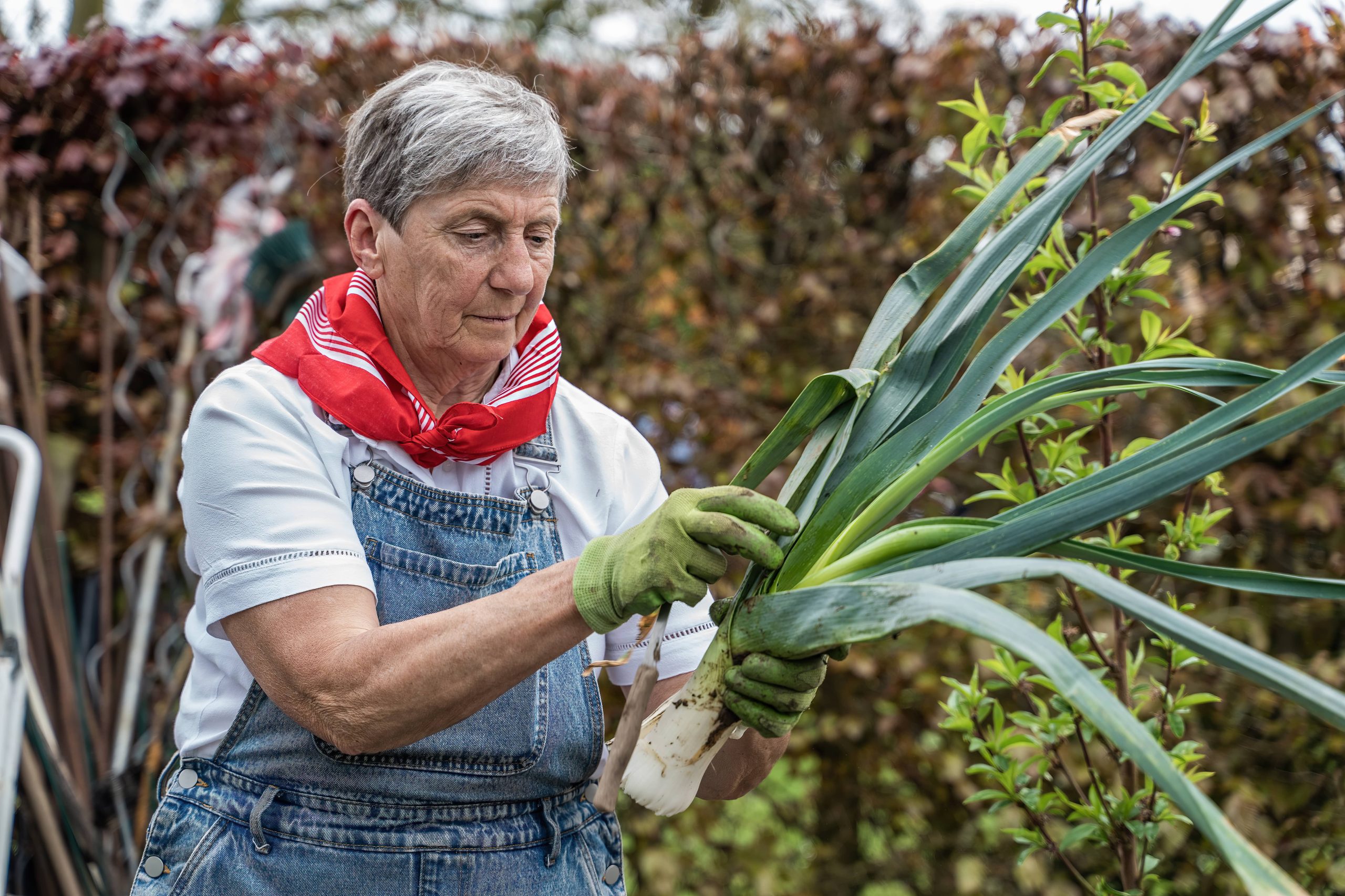 Selecting the Appropriate Soil for a Tranquil Garden