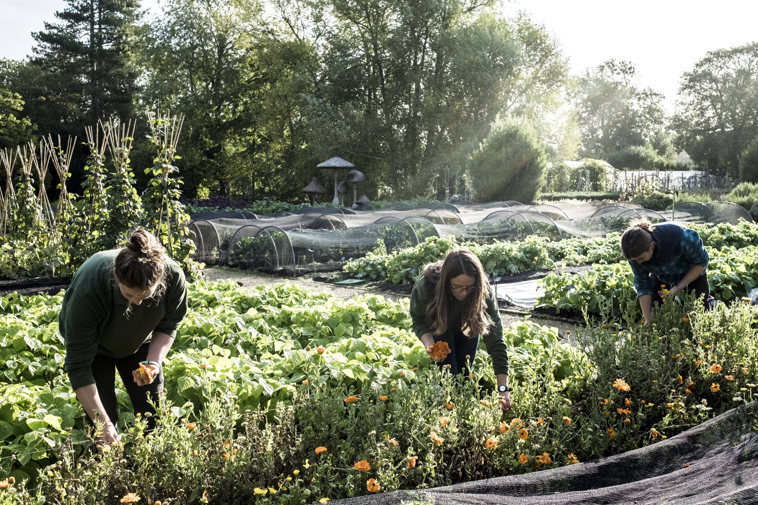 Title: Soil Health Serves as the Foundation of a Serene Garden